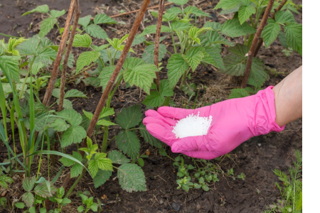 Вибираємо добриво: селітра або нітроамофоска