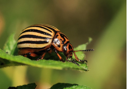 Топ-засобів проти колорадського жука