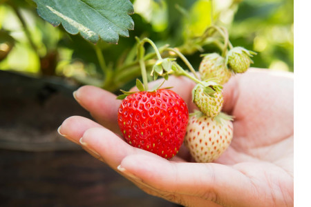 Що після чого садити: грамотне планування посівів
