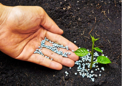 Різновиди калійних добрив: поради щодо застосування