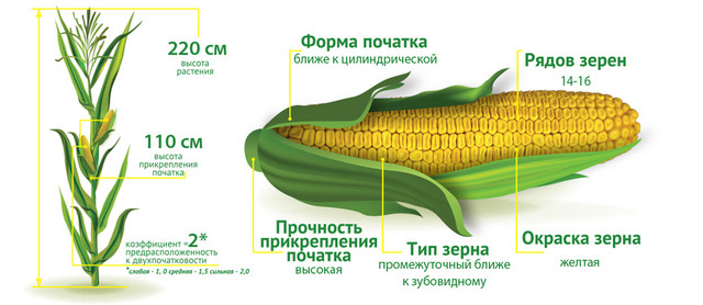 Насіння кукурудзи Премія