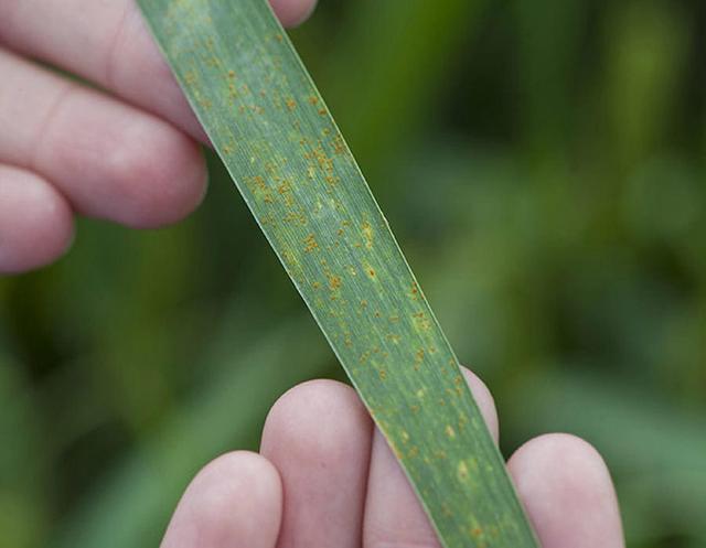 ck-list-horizontal__image