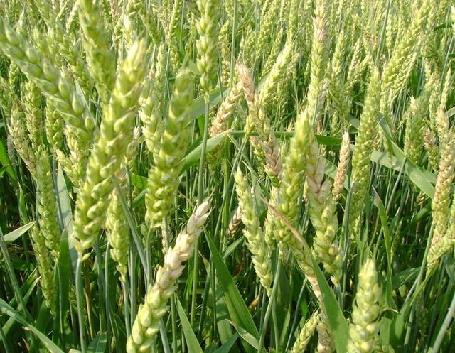 ck-list-horizontal__image