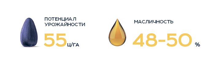 Урожайность и маслянистость Пегас